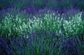 Lavender field in morning